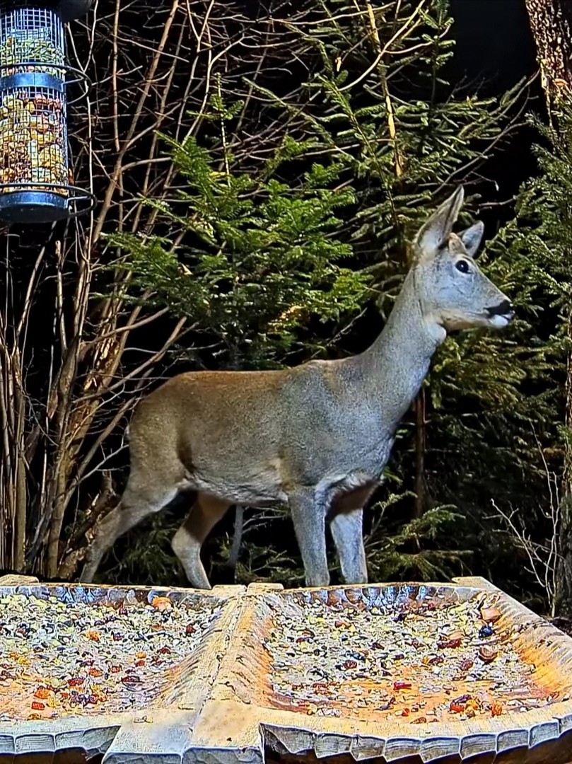 livebirdspoland_f461d37065e940f5a1ce45bd64ce925a.jpg