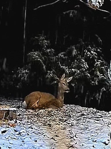 livebirdspoland_974ebebaacf8c4a7c6ee61a1a139d0d7.jpg