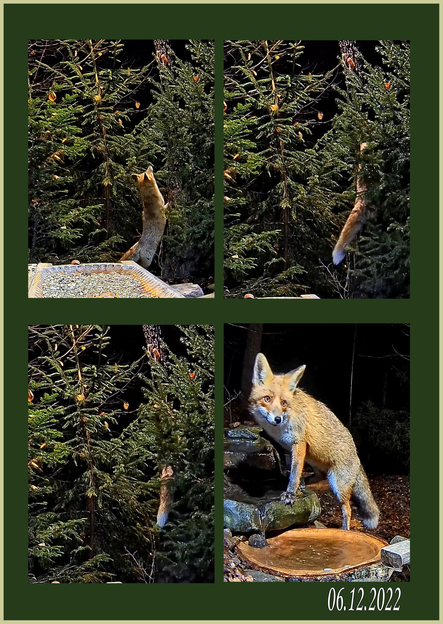 livebirdspoland_3a6874831858c4ed1121e31fa47a7e7d.jpg
