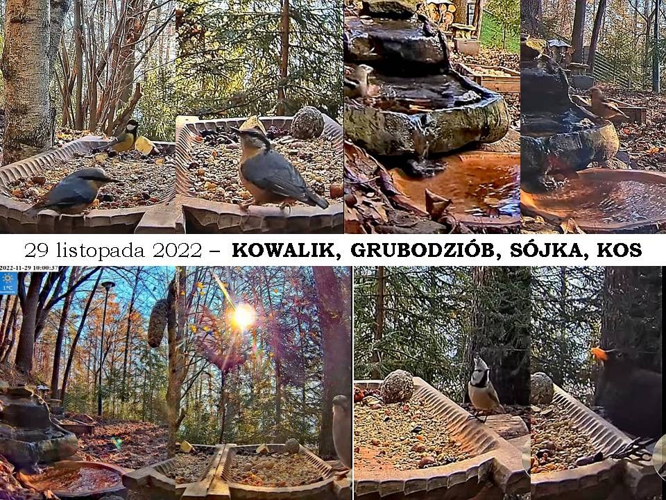 livebirdspoland_afb53e7752b89781c89b21f116c11fd0.jpg