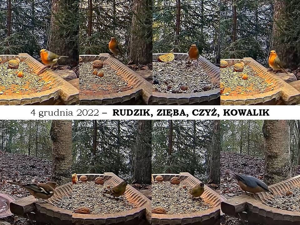livebirdspoland_3f54b38e1e8cbc9a9d74fb431ae07e2b.jpg