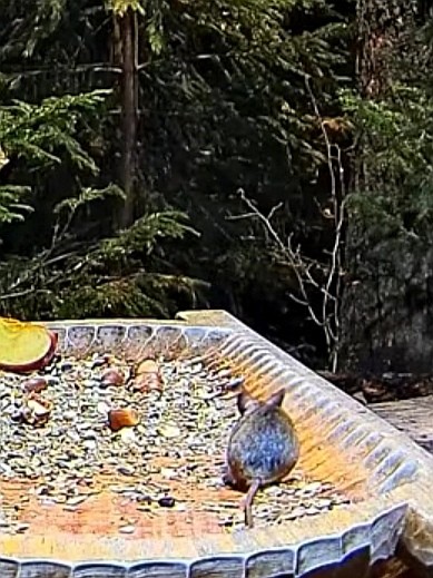 livebirdspoland_5b2db68b18c9acc62ba9997168ca638f.jpg
