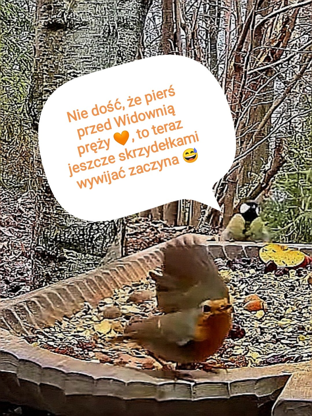 livebirdspoland_729ad15962a8d4f668c5874db6aeb31b.jpg