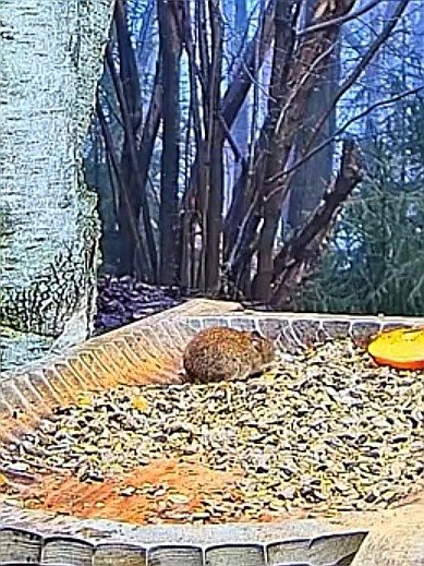 livebirdspoland_ef85799a34cbb96000c26a905b4541d8.jpg