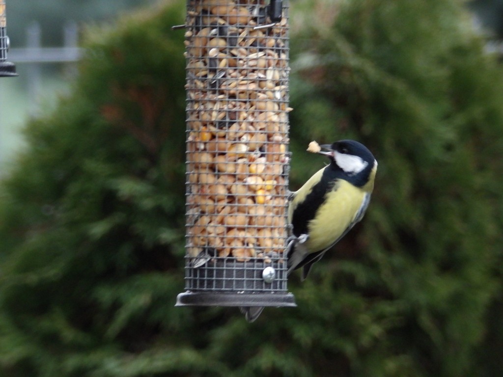 livebirdspoland_43cc9d3487299edfd31b26174d75cf12.jpg