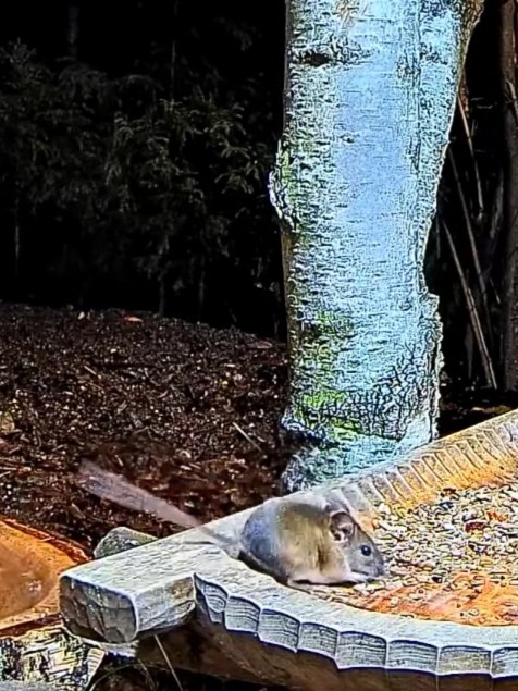 livebirdspoland_ff17422f1b60c5a93784585d0379ef28.jpg