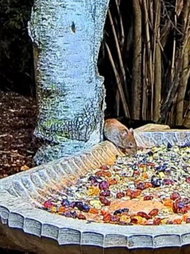 livebirdspoland_3e78b13e76dedf0fdaef9cf54b1265e6.jpg