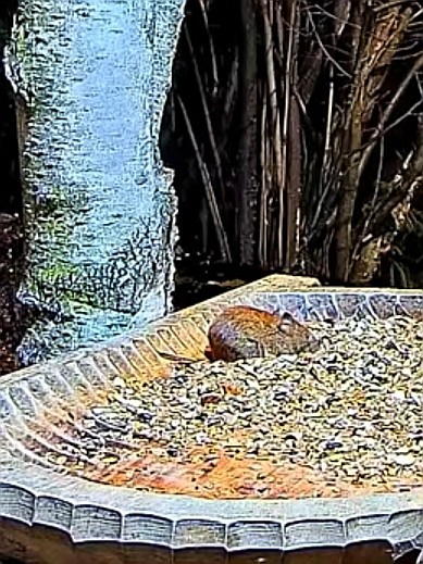livebirdspoland_d3335e96613bce8ac7ac5aa65b7ec5f6.jpg