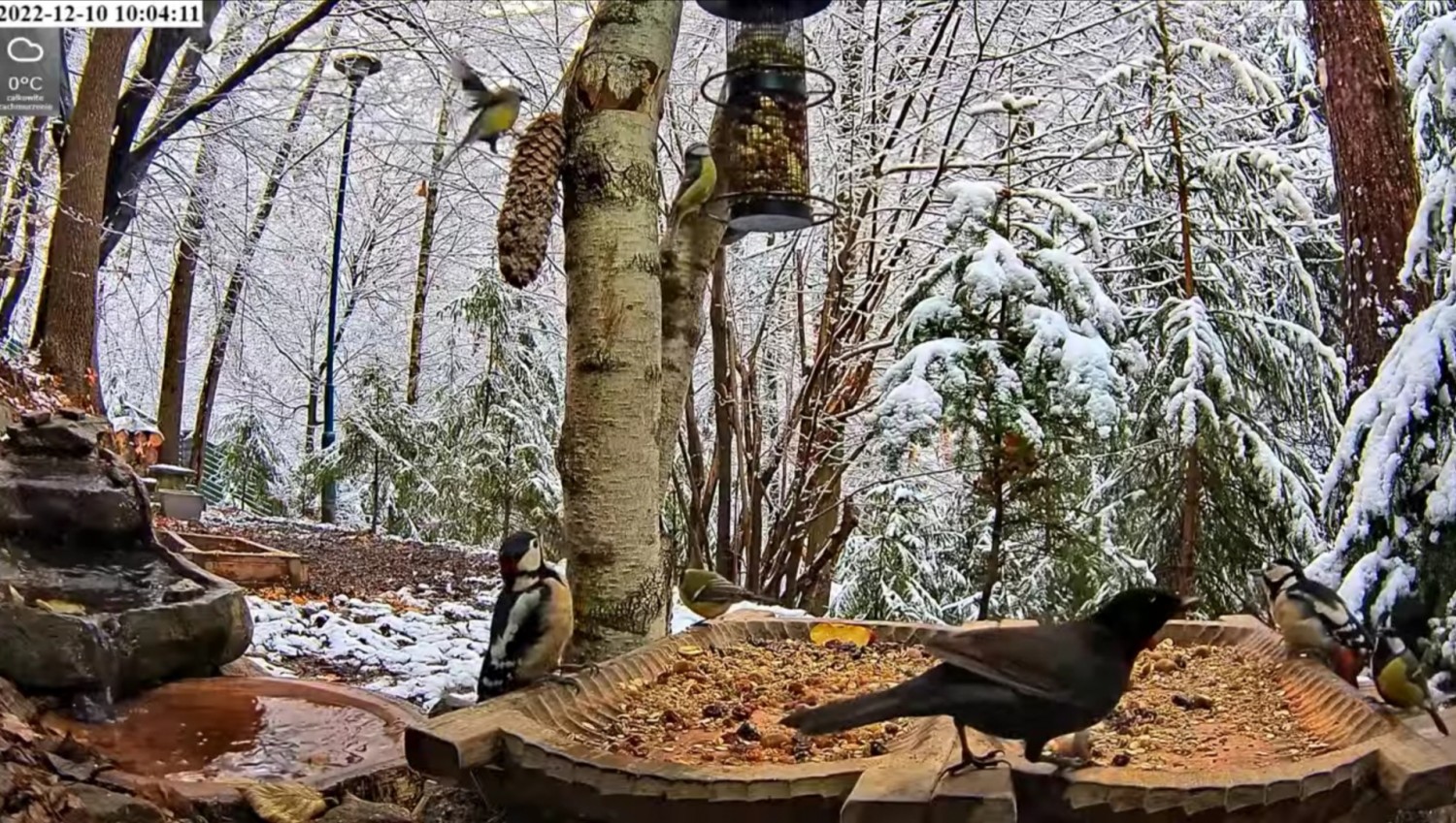 livebirdspoland_b35b4a205ab5b219f96766d75f44b137.jpg