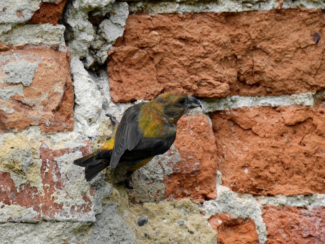 livebirdspoland_f83bed6967d5522e9516e7a8880c5f63.jpg