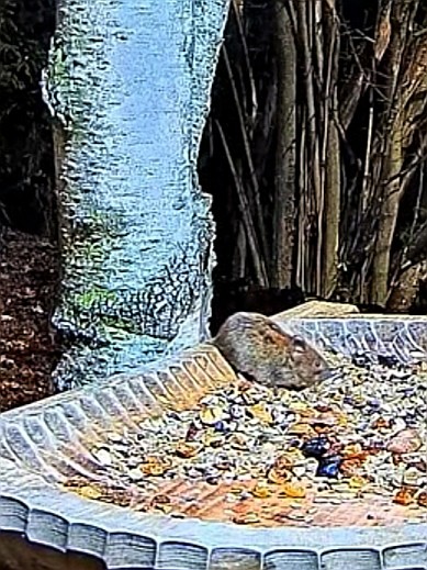 livebirdspoland_65cb3e619cd6570d8ffb287d44b9bc9e.jpg