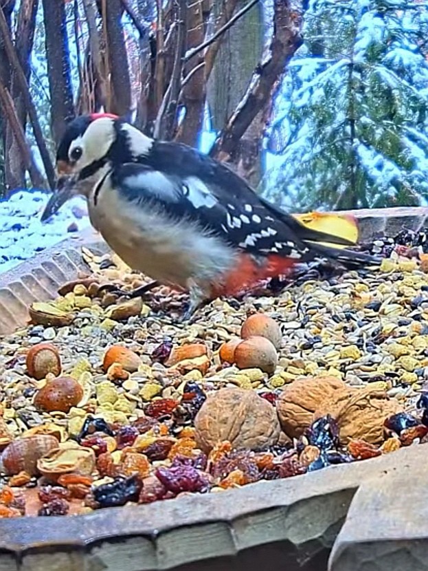 livebirdspoland_ca3dc7d53990cece856235806a472683.jpg