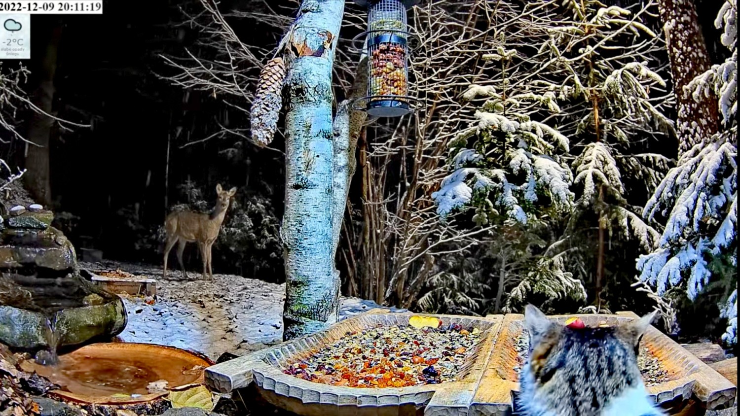 livebirdspoland_3b29c5421163d9f9c367a8e69e9e69d7.jpg