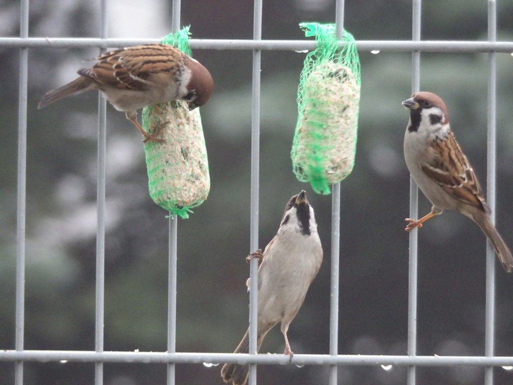 livebirdspoland_d5c8aabaeaadbdfa0b38fe2f377d437b.jpg