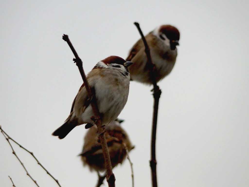 livebirdspoland_c73f4e5edb552761ea1852557374f8eb.jpg