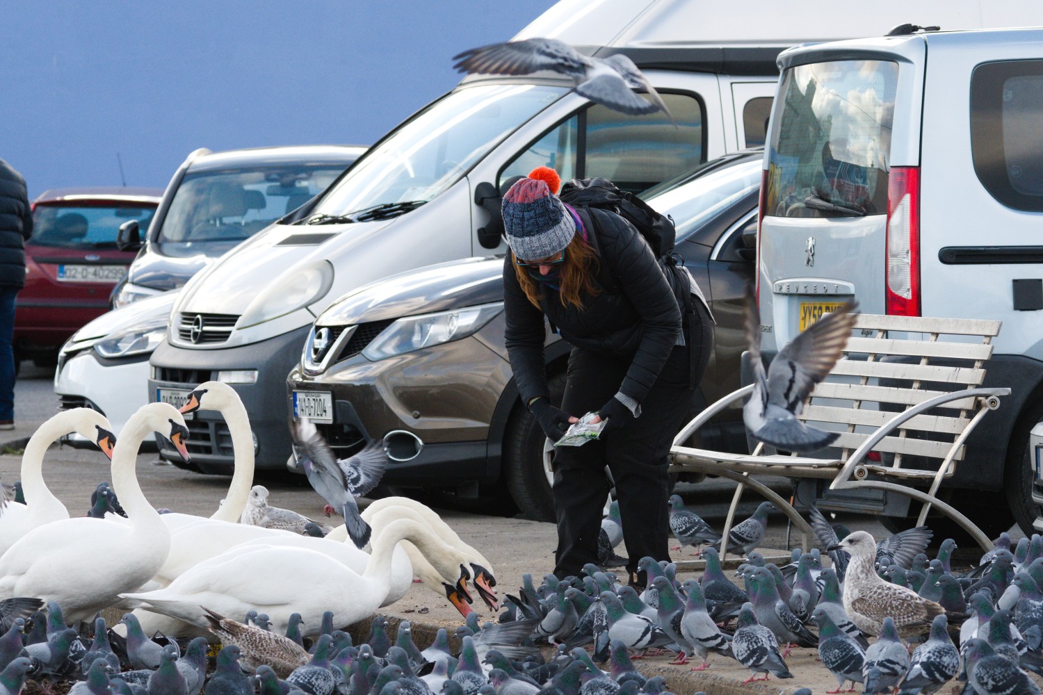 livebirdspoland_a8258a0c31beffcc48e820d1b2bc9938.jpg
