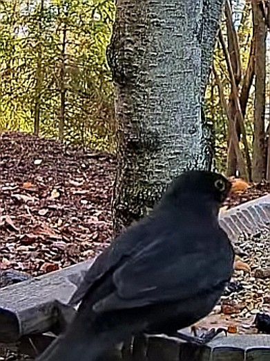 livebirdspoland_acdc2af97dacf60305e9b5d7507b8a02.jpg