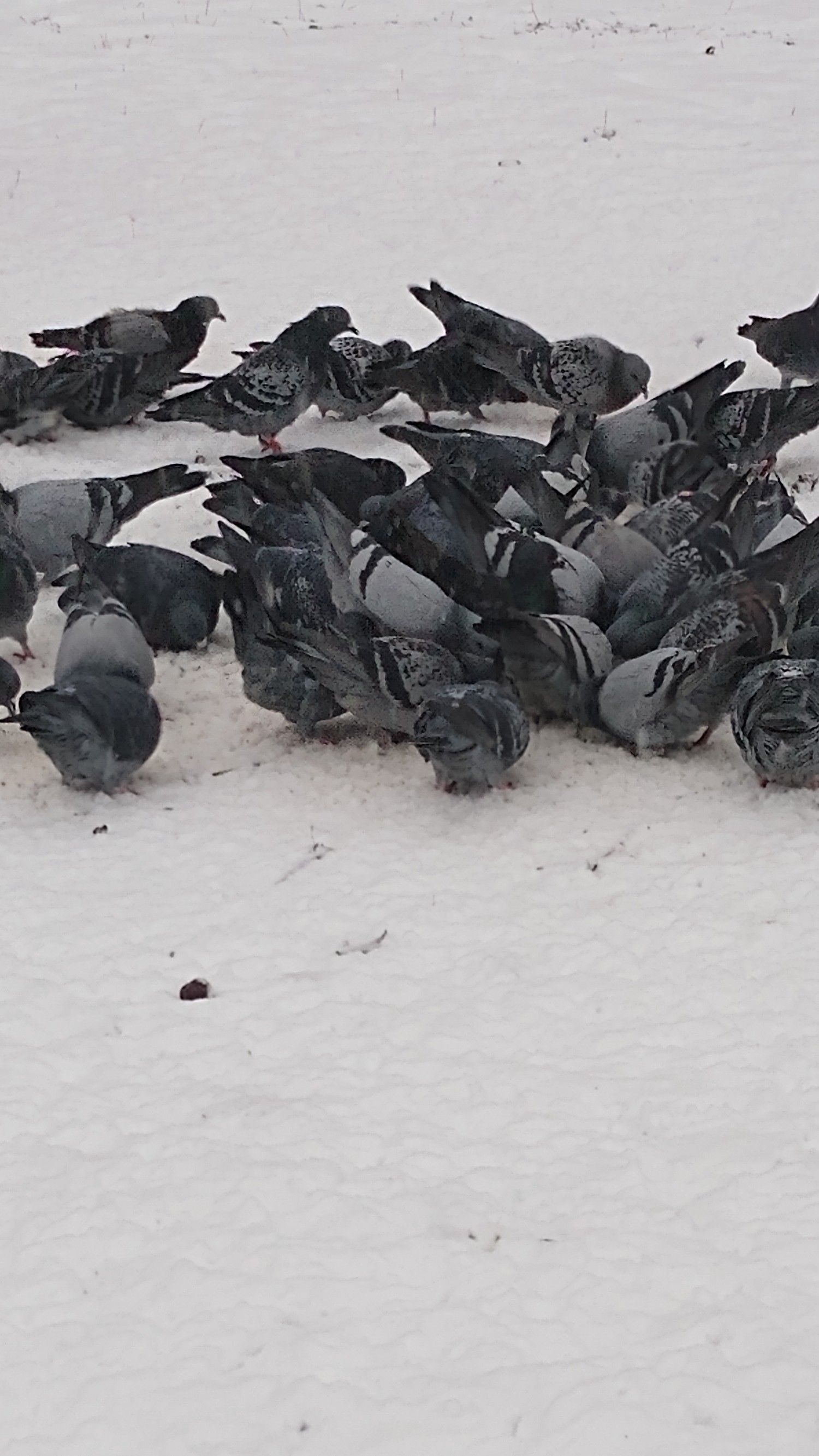 livebirdspoland_744550a74b43e74499825ee3b50242f2.jpg