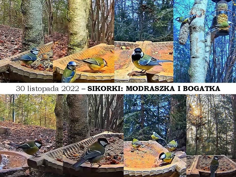 livebirdspoland_9ba7470965e6cb127e7ea04fd8e2d27c.jpg