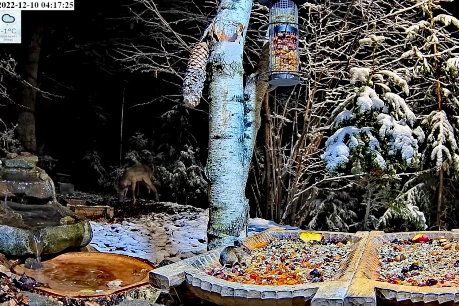 livebirdspoland_7d7fff3520f19290b334774a915f65e1.jpg