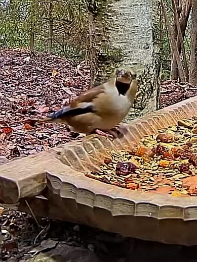 livebirdspoland_5630098be1587d30ff2d1247f38714b3.jpg