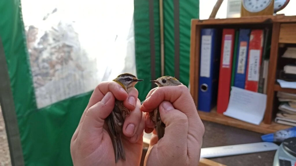 livebirdspoland_af7014621343e46360cdd95d6c8a9598.png