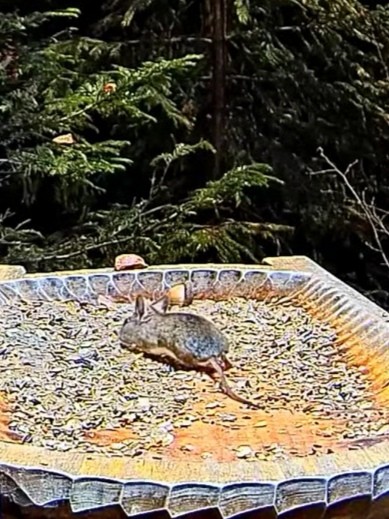 livebirdspoland_e2e9992a41699219649192e4cf959a5c.jpg
