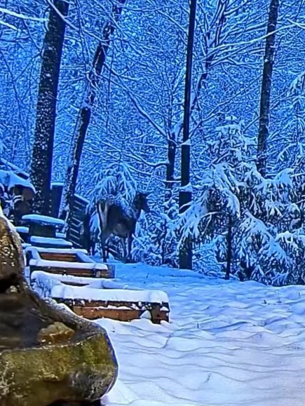 livebirdspoland_476880451081963f76ab0259de69f2c5.jpg