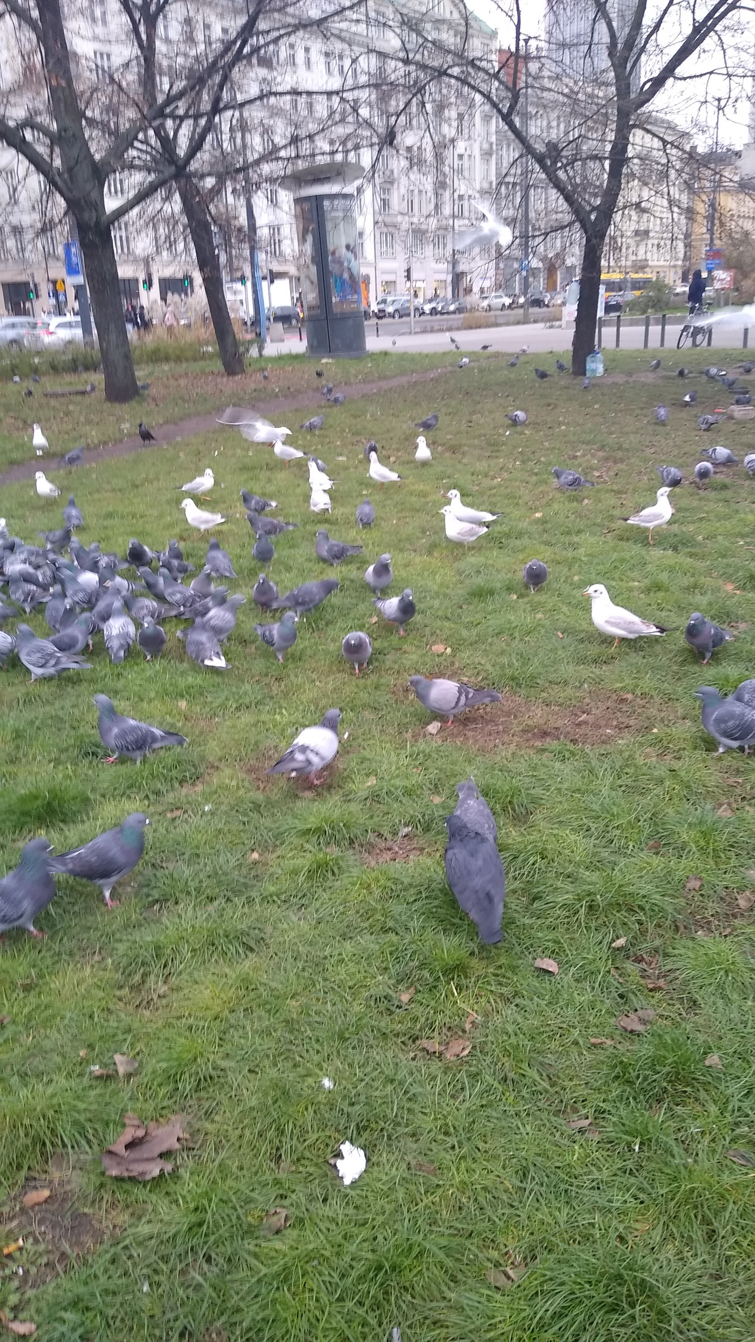 livebirdspoland_0b02f081725ce459ee87fe0d74754aca.jpg