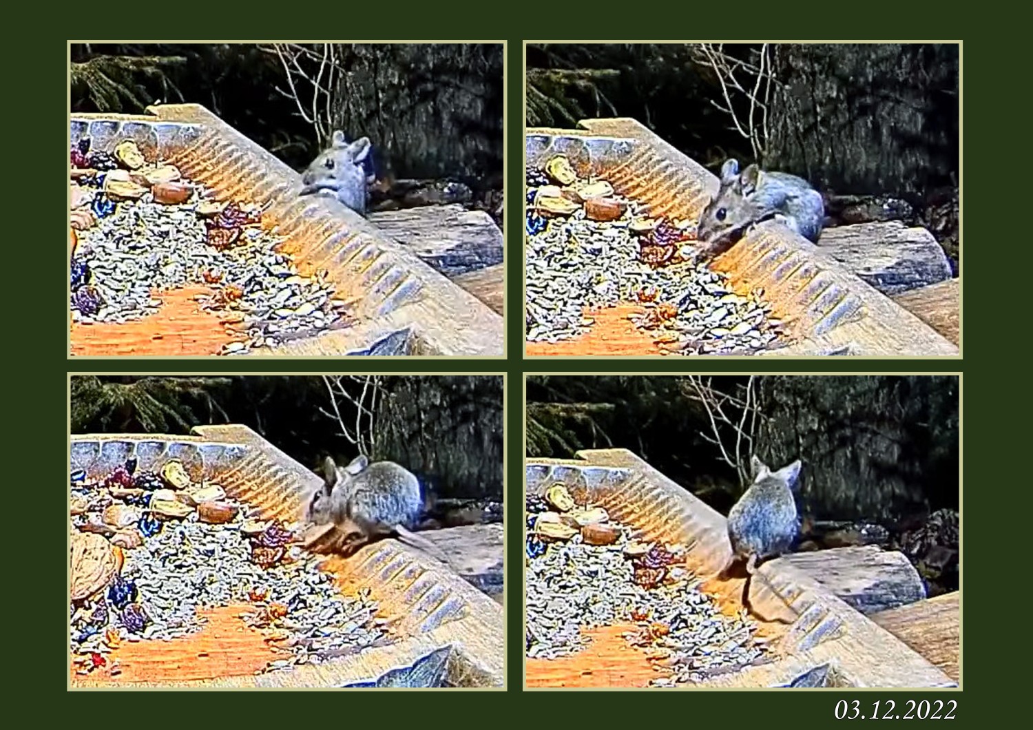 livebirdspoland_90e3c9b30d68197536e9e89eb72b3454.jpg