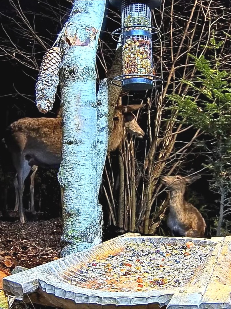 livebirdspoland_55729cb15873b66e5ebdd91466784917.jpg