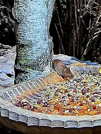livebirdspoland_fbe07a42d5e642d6e5b57ffeb46c3584.jpg