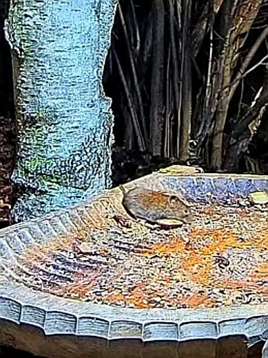 livebirdspoland_c9e97d9344ed8345f8cefe6ab9b30c59.jpg