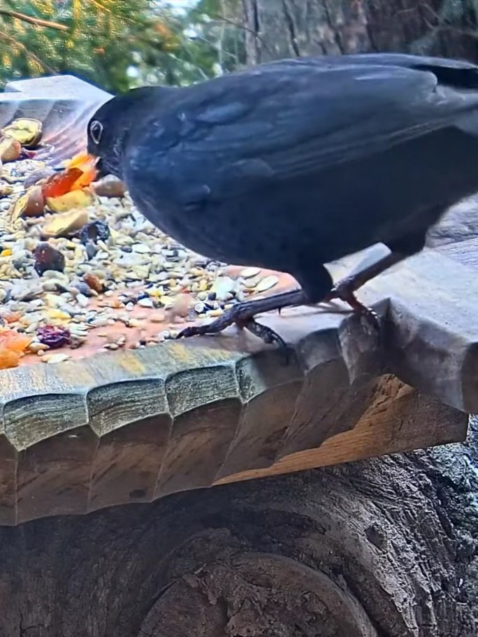 livebirdspoland_b822f2c0926e300ed940c75d5e2ebcc4.jpg