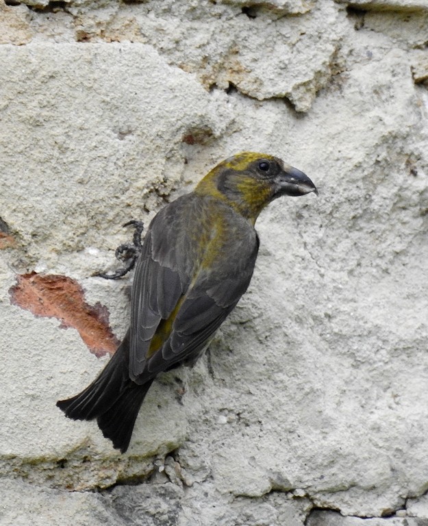 livebirdspoland_e6f1cadc29c41cb04d59e61a4c2b3faa.jpg
