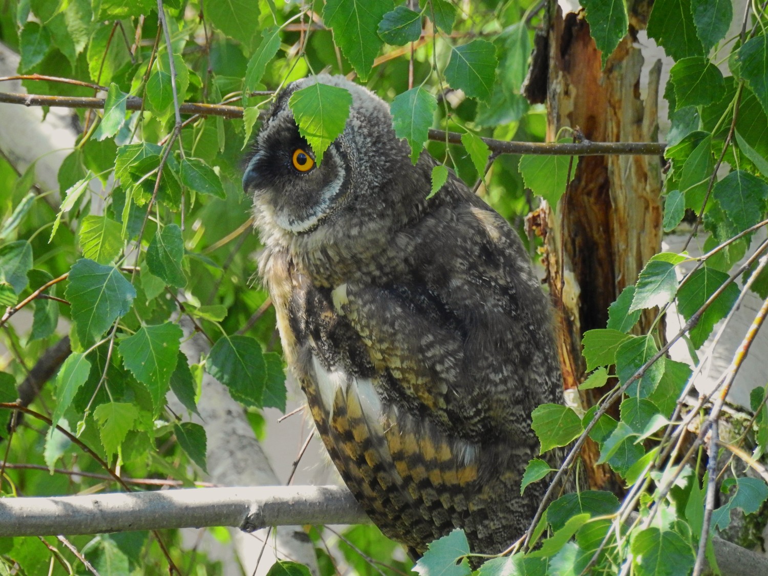 livebirdspoland_f14477d4fe010b3139b3ad770f608f50.jpg