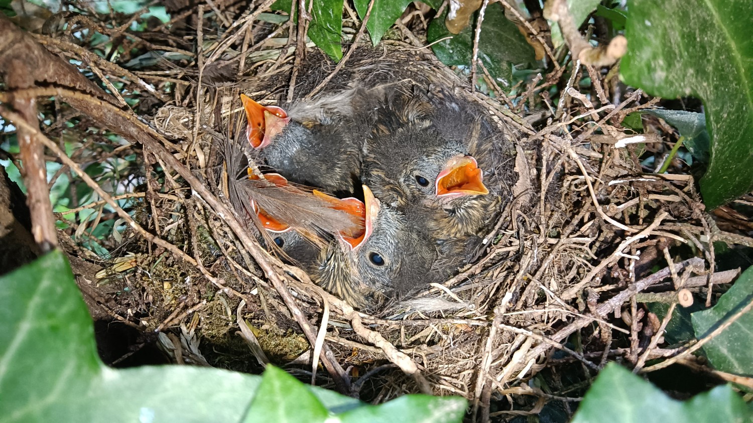livebirdspoland_c0119824c8eb71e329a5abe87df68073.jpg