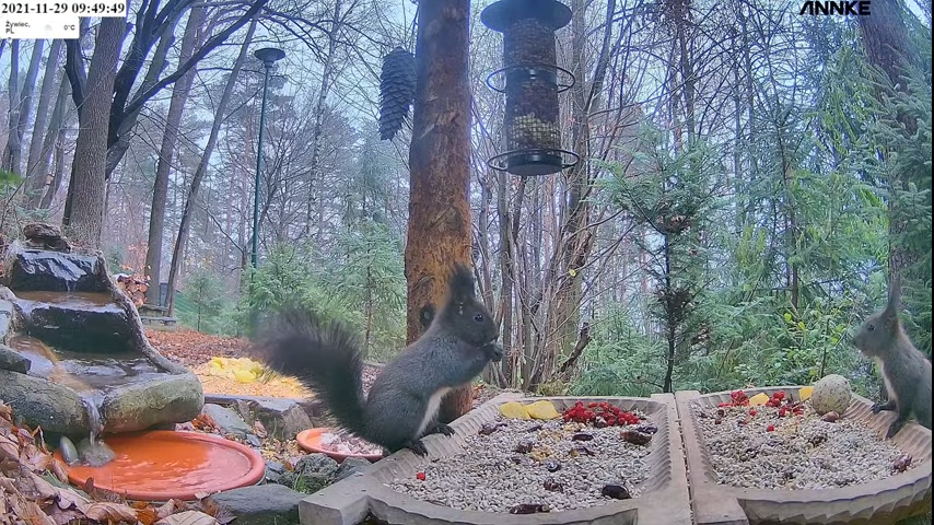 livebirdspoland_0f77c03fd19a15b2070ccf86acbd0d39.png