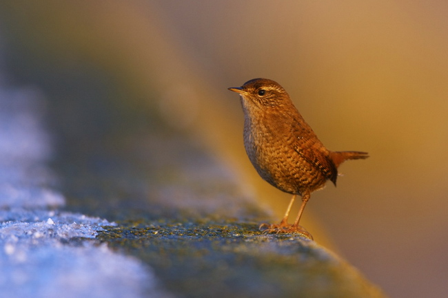 livebirdspoland_36a765101f5728cc800d71d5e5c77149.png