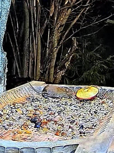 livebirdspoland_ffc24f6dd8f99b20e76355c9610e2d85.jpg