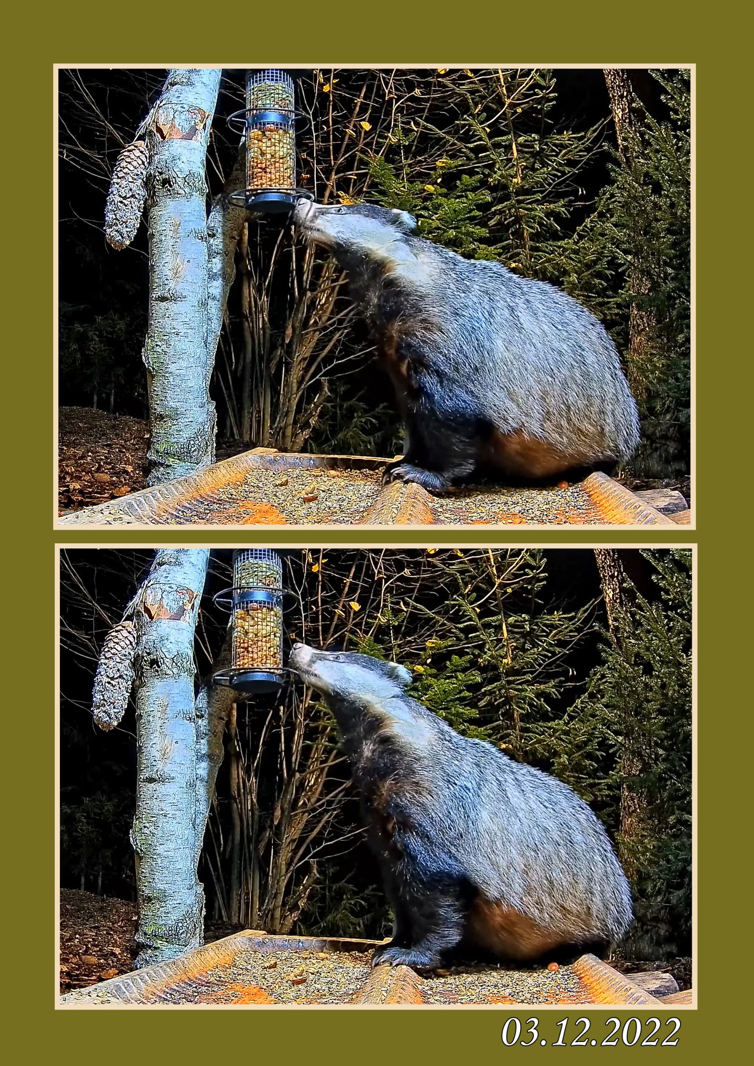 livebirdspoland_a4d8c7b51fecd40114575d2f00718e80.jpg