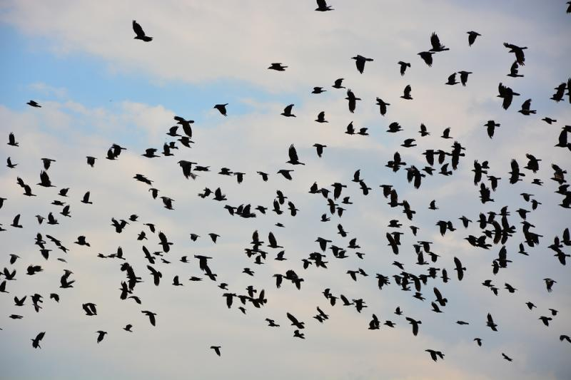 livebirdspoland_b06d7f89ceb6babf89222689ddb165d0.png