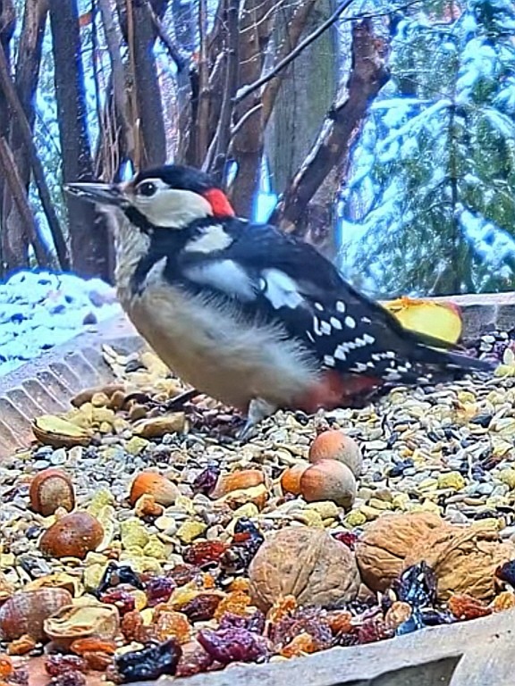 livebirdspoland_524e5d1035cd0123a1600998353bea7d.jpg