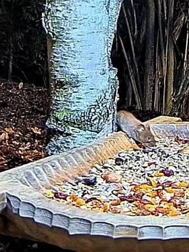 livebirdspoland_acb211e90d8b7a4b2cc039bc87b87968.jpg