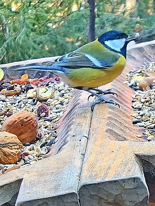 livebirdspoland_f85ac5807b543f53e9a3ba3bbd901ee9.jpg