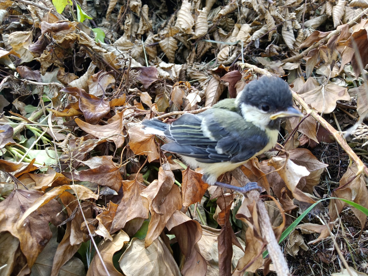 livebirdspoland_b0287a0ddd8137b121f5e5f968442e08.jpg