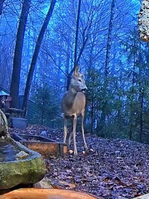 livebirdspoland_3c8ab61d243e981581d3b8e8d98b42f5.jpg