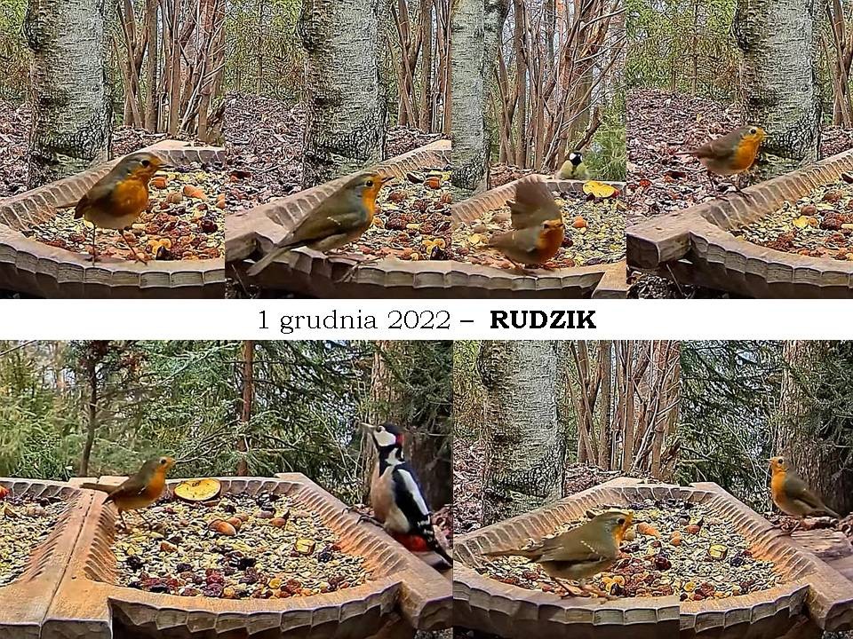 livebirdspoland_a90dd4d1a1a7e109fff2976a71c6dba5.jpg