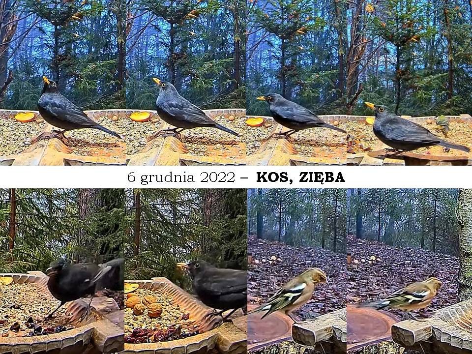 livebirdspoland_f7920ce57da78316c39d940b8d37d649.jpg