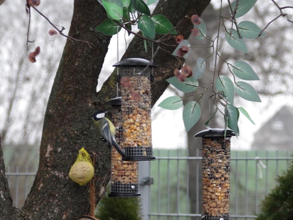 livebirdspoland_56db5aa286ac56b046c9e80946d4090f.jpg